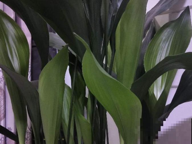 一叶兰不长新叶，和这4点有关，处理好新叶呼呼长