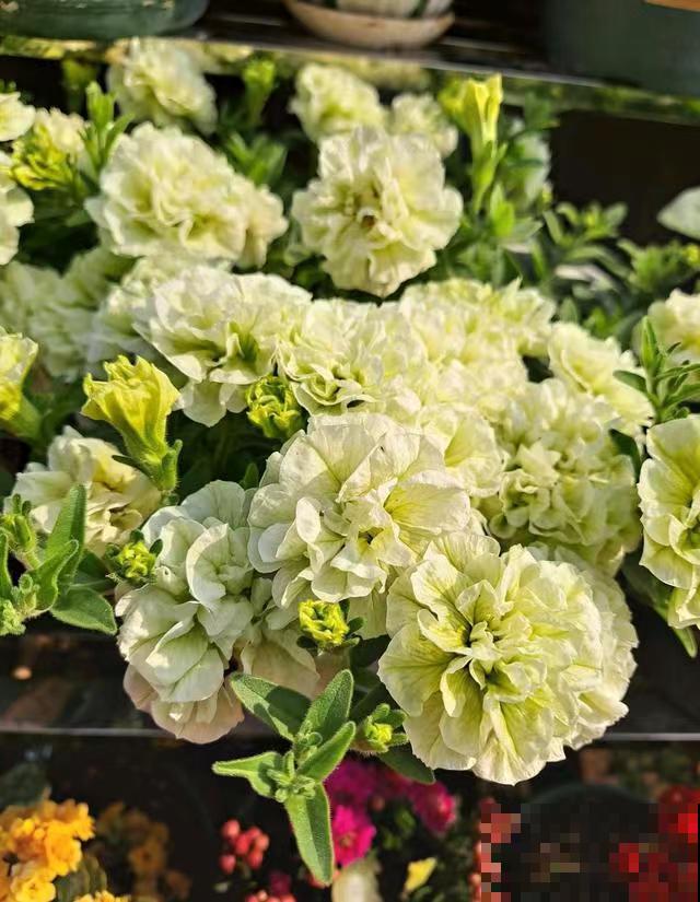 养盆矮牵牛，狠心剪几刀，轻松爆开满盆花，小阳台最爱！