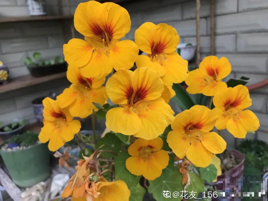 50种花春天播种,长满小院子,能开一整年 50种花春天播种,长满小院子,能开一整年