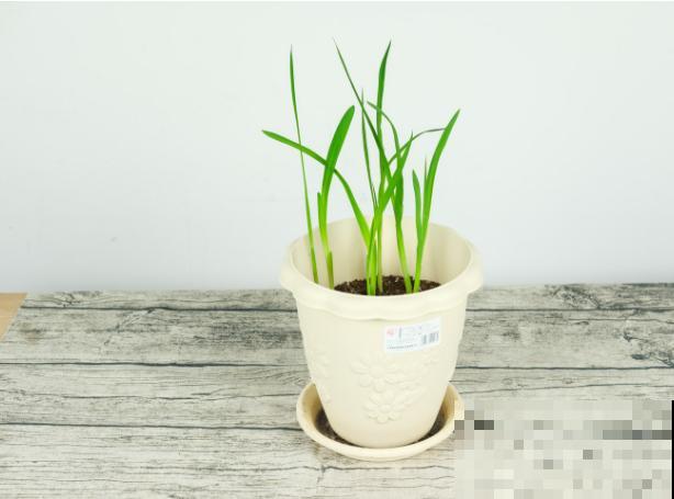 香雪兰和小苍兰搞不清，闹了半天，原来是同一种植物