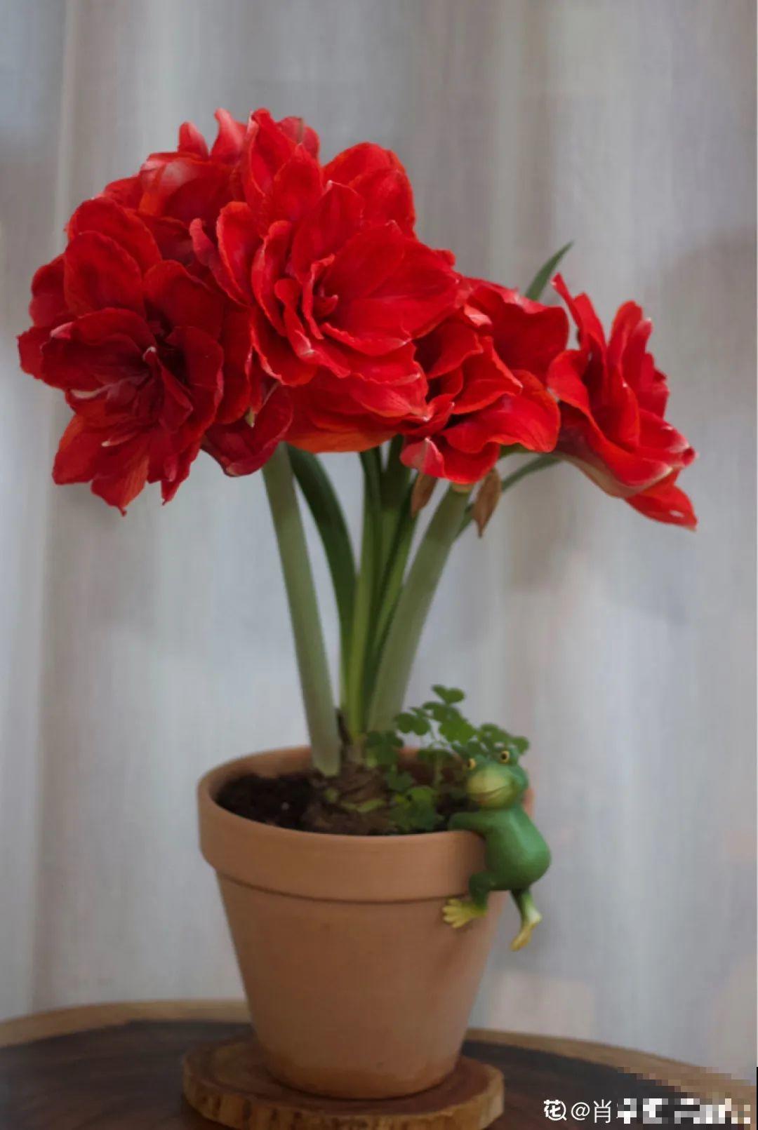 9种花是“一次性”，年前买、年后扔，不心疼钱吗？