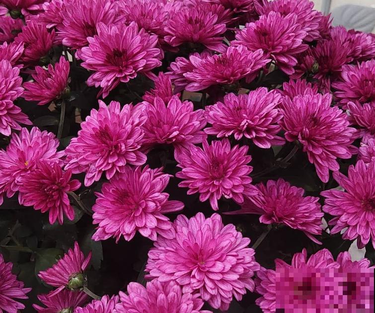 一把肥料撒土里，满盆开出菊花，花多得不见叶，太爆盆