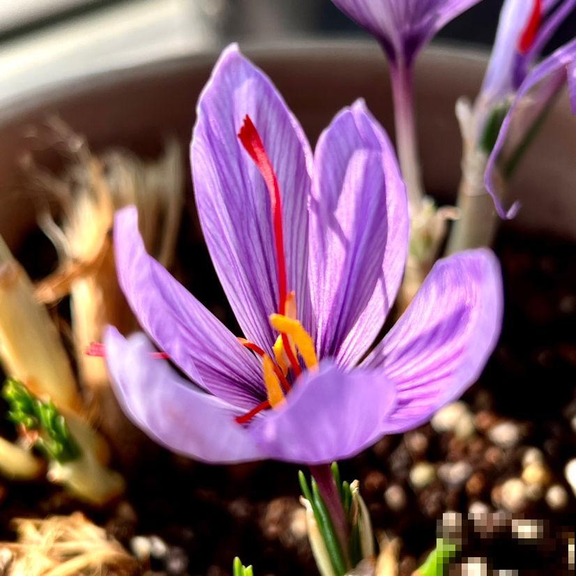 一个种球埋土里，开出“贵货养人花”，市场上好几百一斤