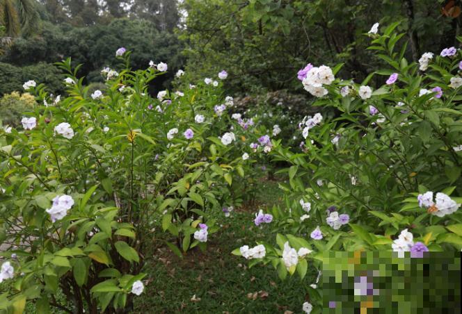 双色茉莉的叶子变褐色，抓紧看看这4点，及时处理才能拯救