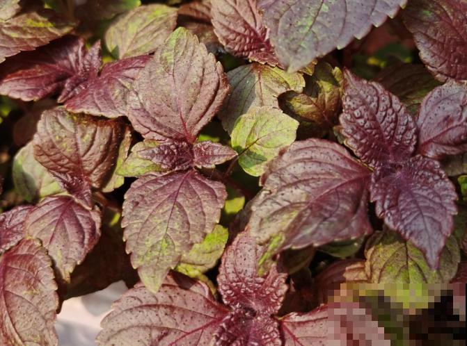 紫苏叶子卷曲，不要着急，主要和这4点有关