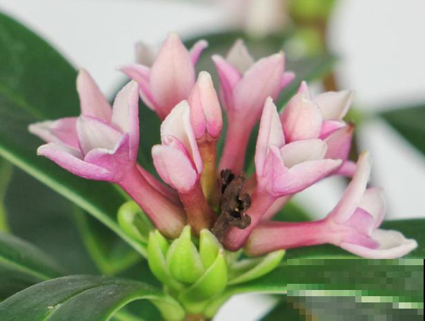 瑞香花的繁殖方法，主要有这3种，环境适宜生根快