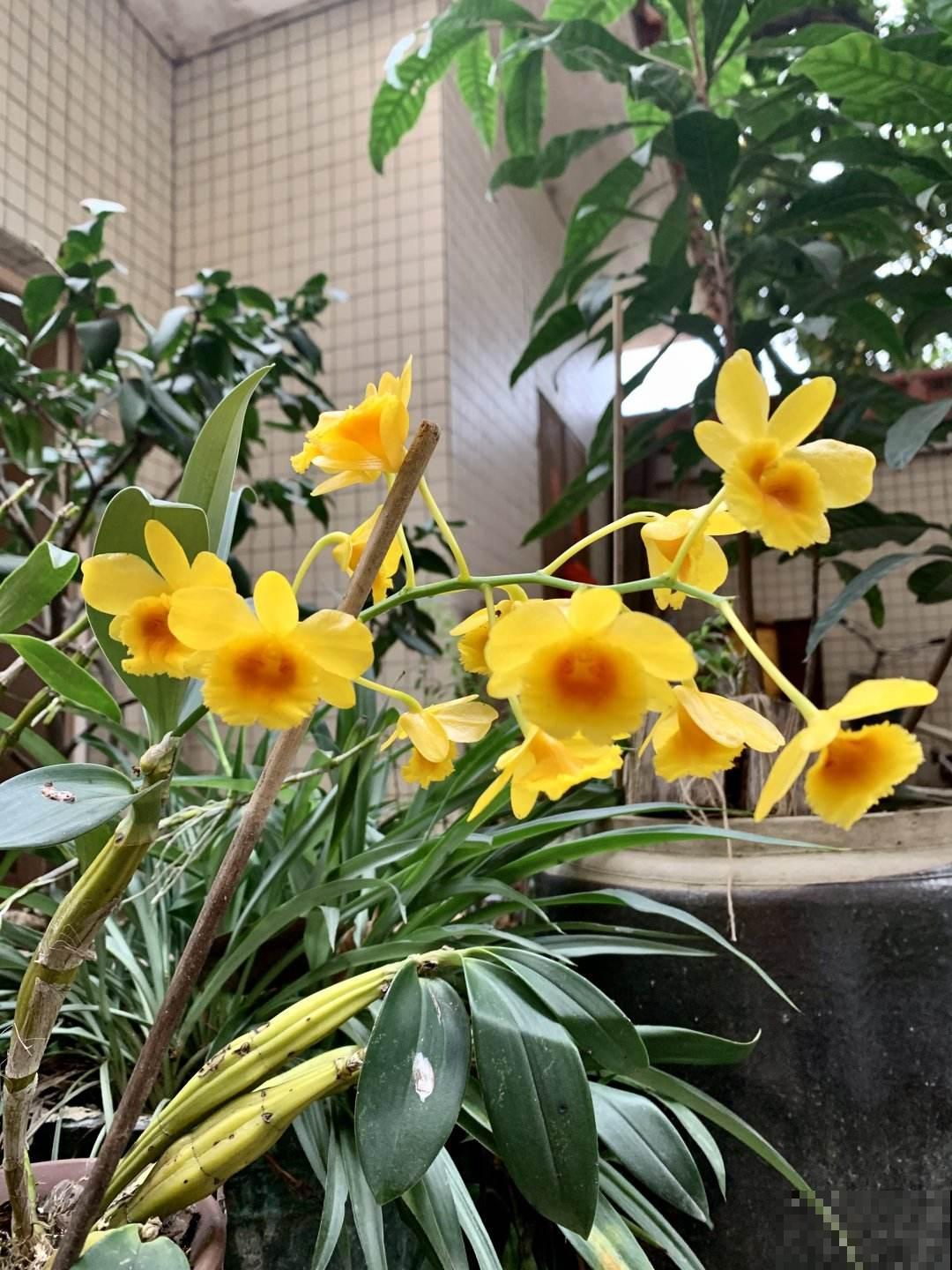 春天第一波开爆盆的花，就养这4种，皮实好养开花多