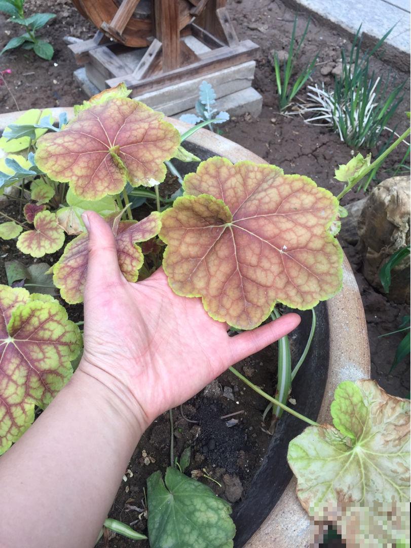 肥料中的“3个宝”,用好了植物呼呼长,关键是不伤根 肥料中的“3个宝”,用好了植物呼呼长,关键是不伤根