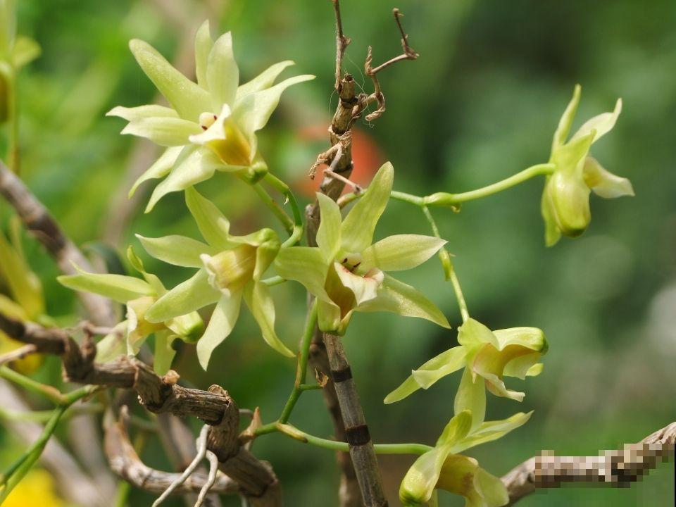 4种花,老中医特爱养,对身心都有帮助 4种花,老中医特爱养,对身心都有帮助