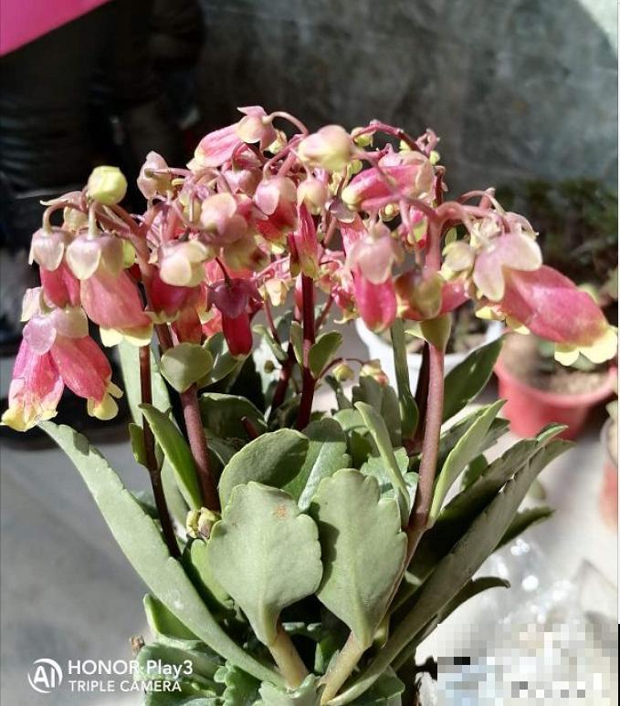 家里养盆“宫灯花”，密密麻麻全是花，能开3个月！