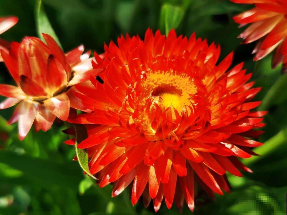 养花也是养心态,一般有这5个特点的人,基本养不好花 养花也是养心态,一般有这5个特点的人,基本养不好花