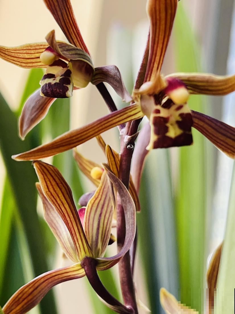 5种花，进了春天快施肥，不然影响开花