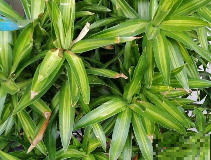 百合底部斜剪个口，插水里吸水性更强，花期延长10天