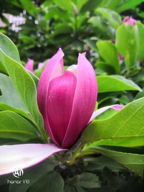 初春就养4种“转运花”,开花后美得不像话,养人又旺家 初春就养4种“转运花”,开花后美得不像话,养人又旺家