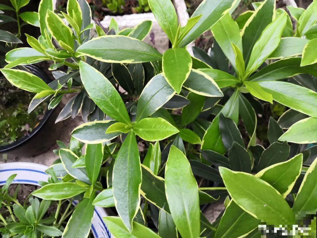 6种花，二月底快扦插，十几天就生根