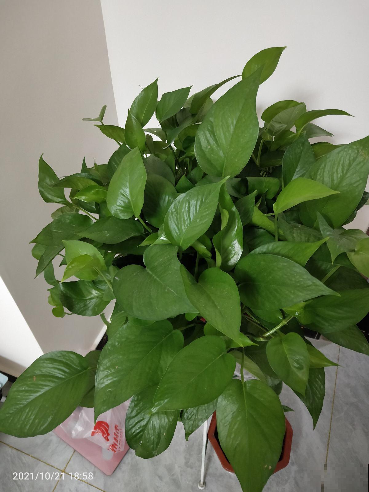 施肥记住6口诀,轻松养爆100盆花,春天家里变花海 施肥记住6口诀,轻松养爆100盆花,春天家里变花海