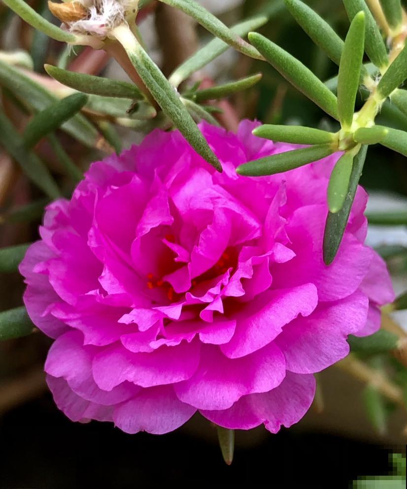 家里有庭院的，春天随便撒一把种子，就能看到五颜六色的花海