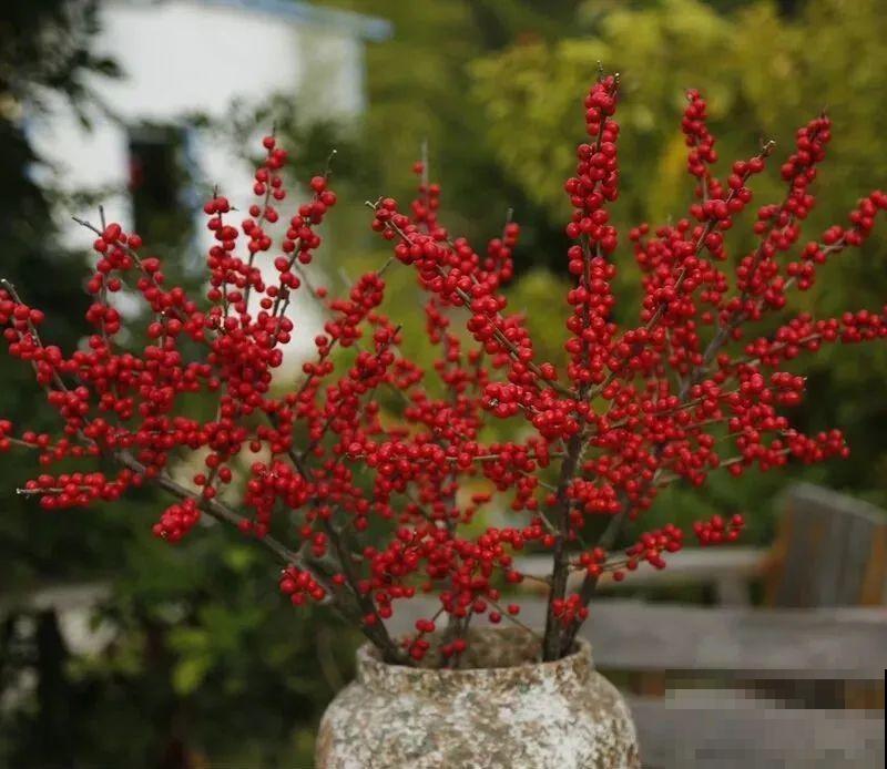 家里养盆北美冬青,红红火火,财源广进 家里养盆北美冬青,红红火火,财源广进