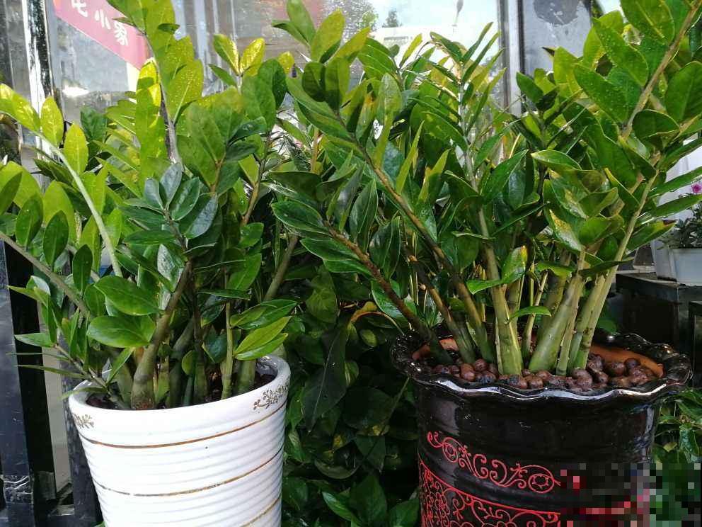 客厅有树,十有九富,6种“旺财树”,养在家里招财又旺家 客厅有树,十有九富,6种“旺财树”,养在家里招财又旺家