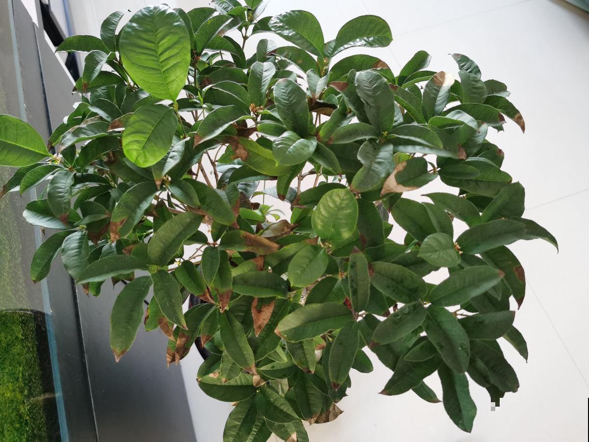 冬天“病菌”就怕5种花,家里养一盆,老人小孩少生病 冬天“病菌”就怕5种花,家里养一盆,老人小孩少生病