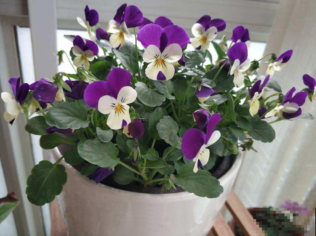 10种花,就适合懒人养,新手必选一盆 10种花,就适合懒人养,新手必选一盆