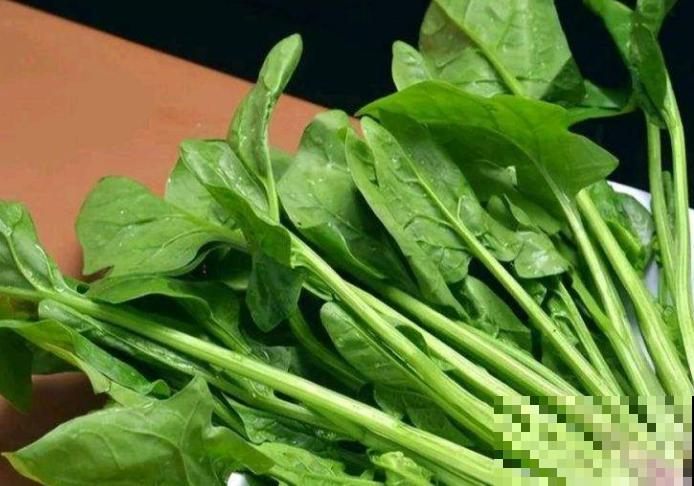 阳台种点大叶菠菜，掌握好种植时间和方法，轻松种出一大片