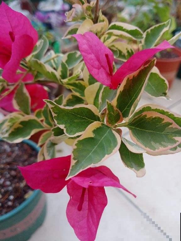 现在给三角梅“喂”点肥，春天呼呼开花不停，花多得看不见叶