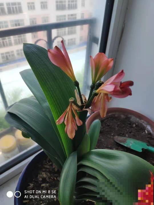 4种花冬天扦插反而更好，大白根呼呼冒，春天就开花