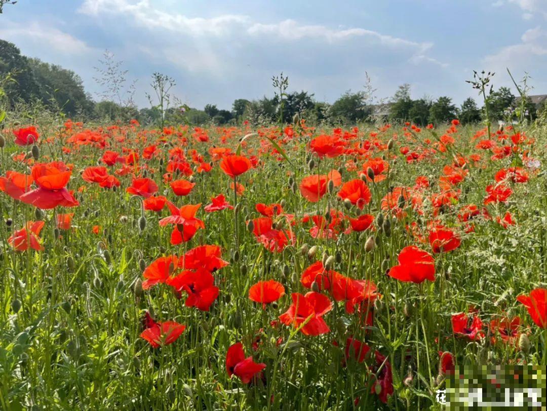 8种不“吉利花”，养在家里“有麻烦”，到底扔不扔？