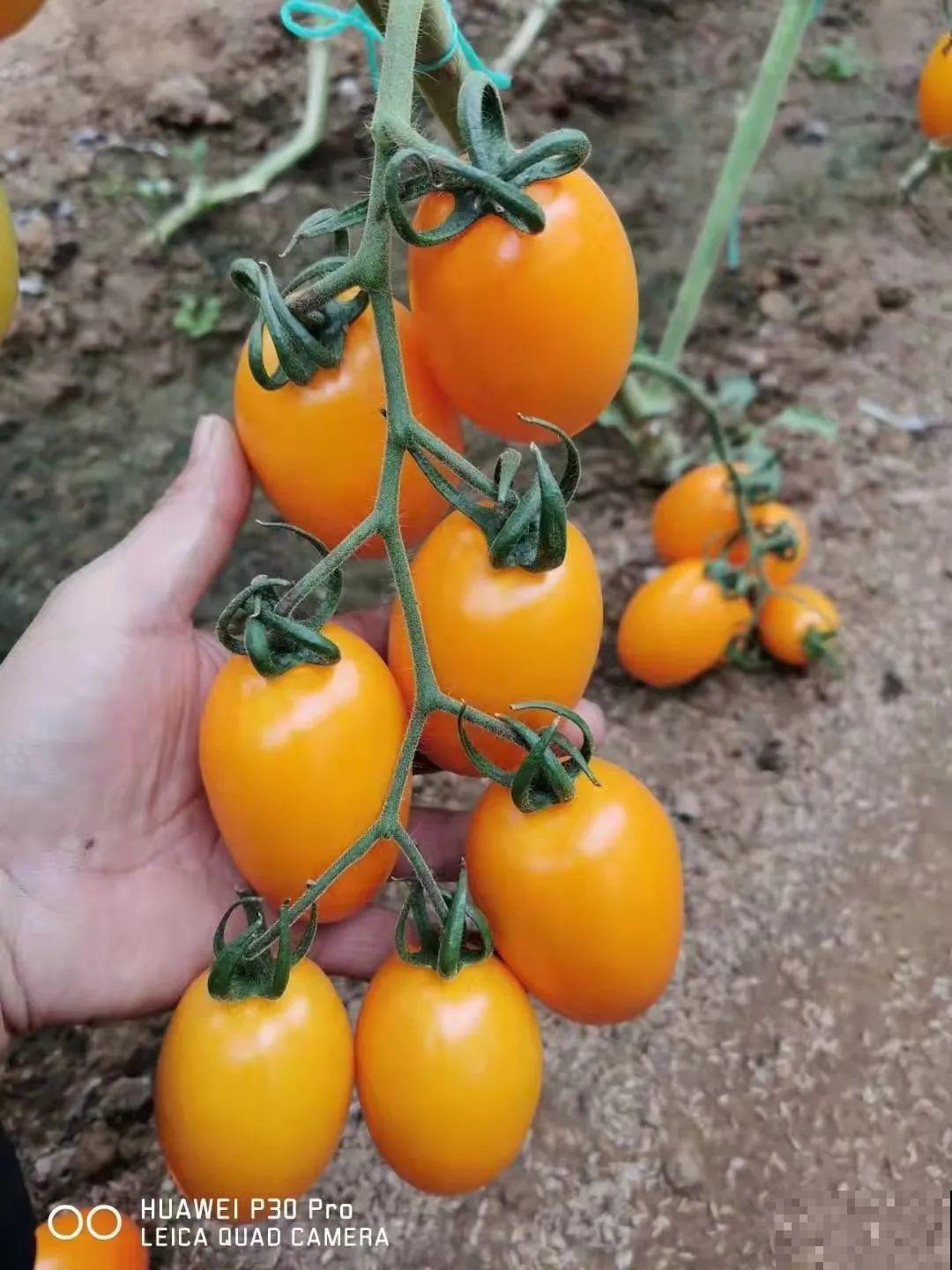 家里养盆圣女果,酸甜可口随意吃,新手也能养爆盆! 家里养盆圣女果,酸甜可口随意吃,新手也能养爆盆!