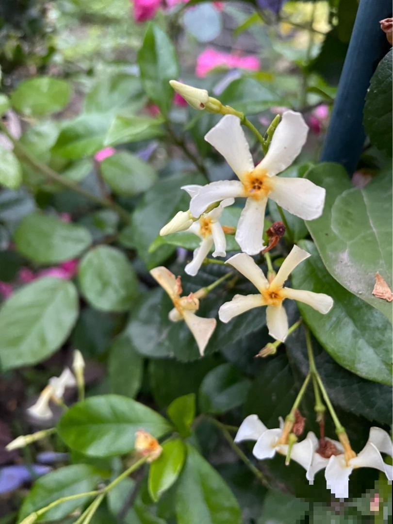 春天呼呼开花的风车茉莉,一个月后就爆花,花量超大超浪漫 春天呼呼开花的风车茉莉,一个月后就爆花,花量超大超浪漫