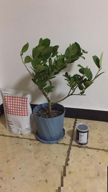 肥料中的“3个宝”,用好了植物呼呼长,关键是不伤根 肥料中的“3个宝”,用好了植物呼呼长,关键是不伤根