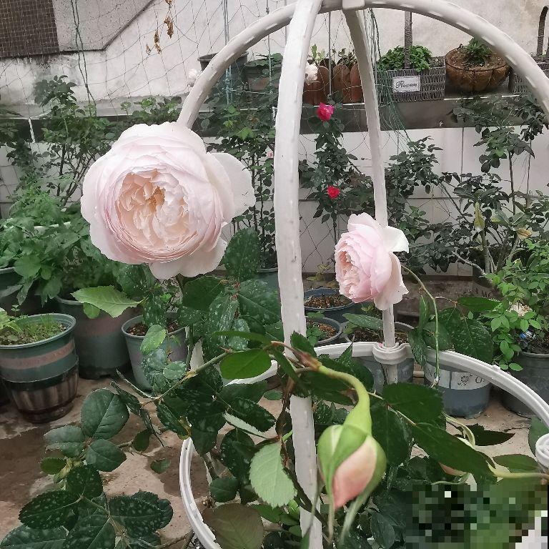 春天一到，10种常见月季，浓香又爆花，赶紧养起来