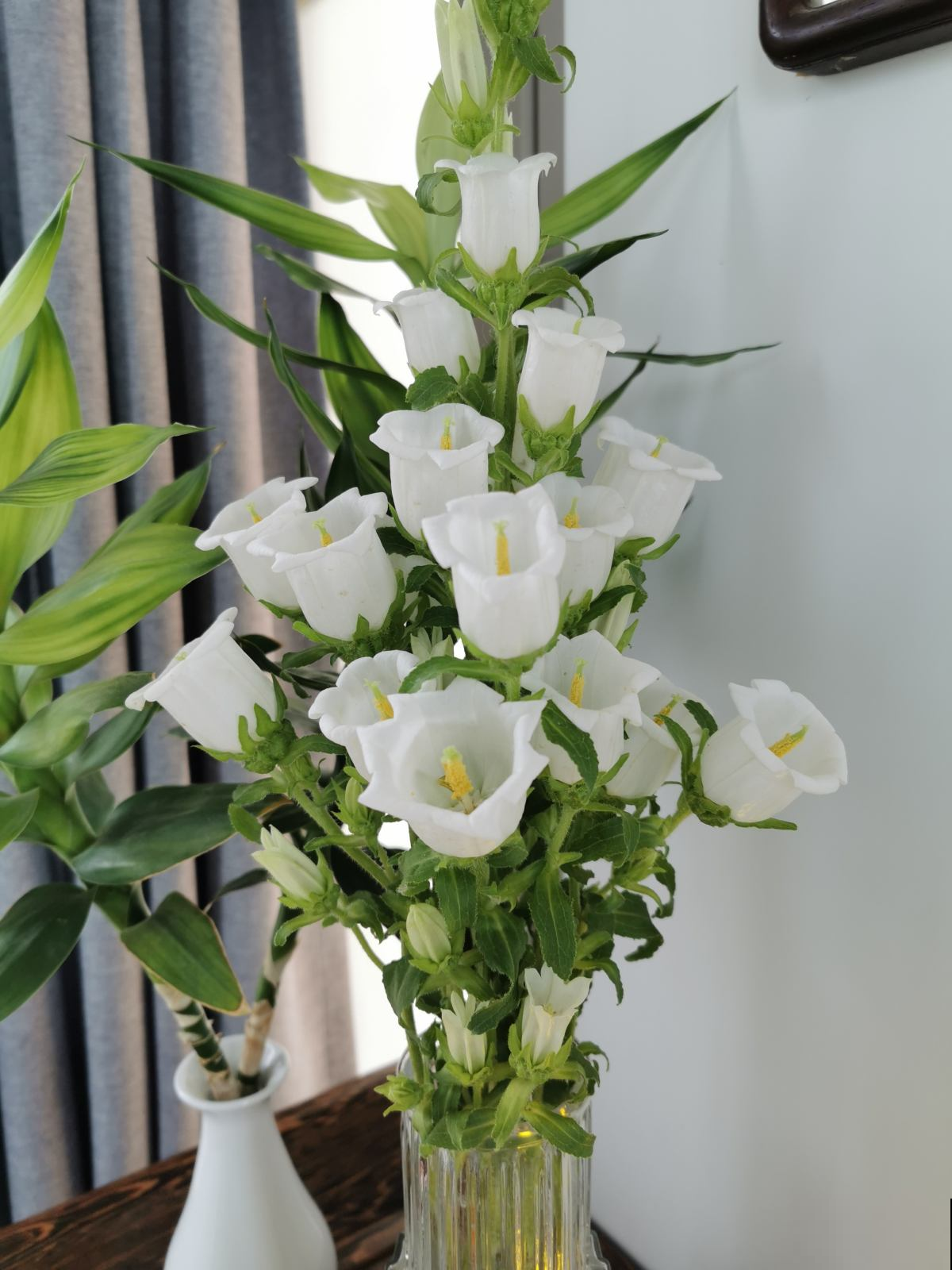 2种香水花,味道好闻不上头,客厅放一盆直接把家里氛围感拉满 2种香水花,味道好闻不上头,客厅放一盆直接把家里氛围感拉满