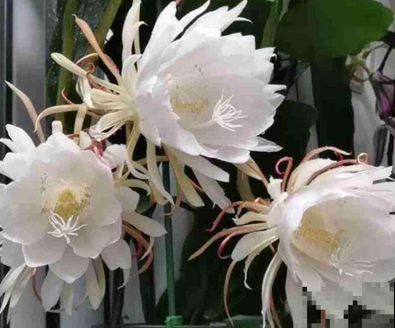 昙花开败后,狠心剪一刀,还能继续开花 昙花开败后,狠心剪一刀,还能继续开花