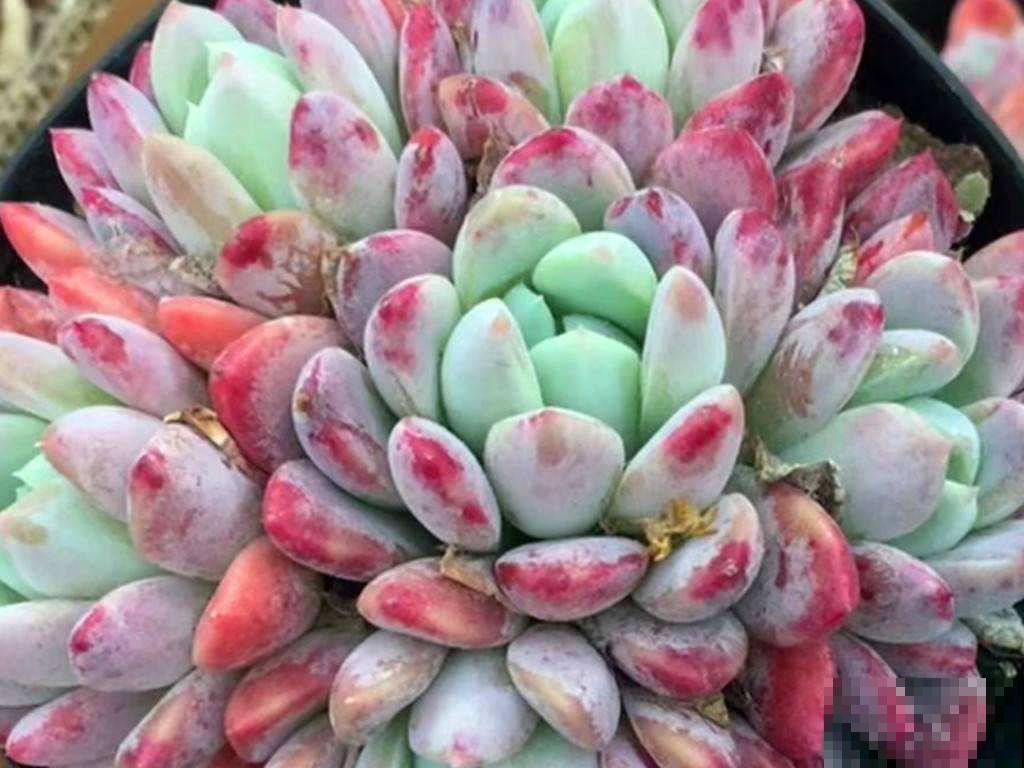 开春后养花，虫子是真不少，一碗肥皂水就管用，安全无污染