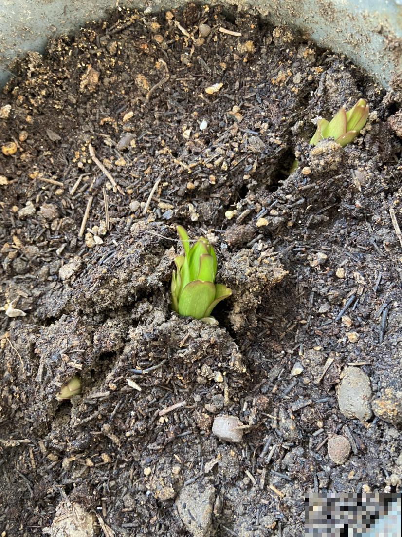 好看又好养的4种“种球花”,一年养出一窝崽,真壮观 好看又好养的4种“种球花”,一年养出一窝崽,真壮观