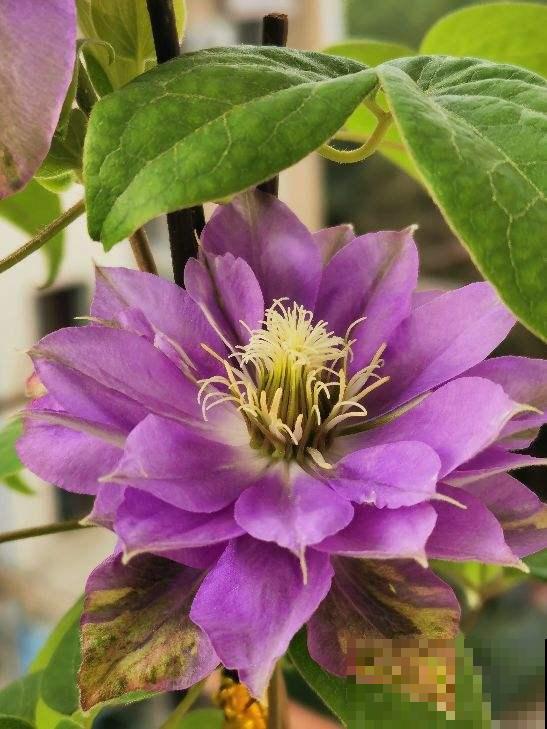 春天花园里的快乐，铁线莲该上场了，种在阳台庭院都合适