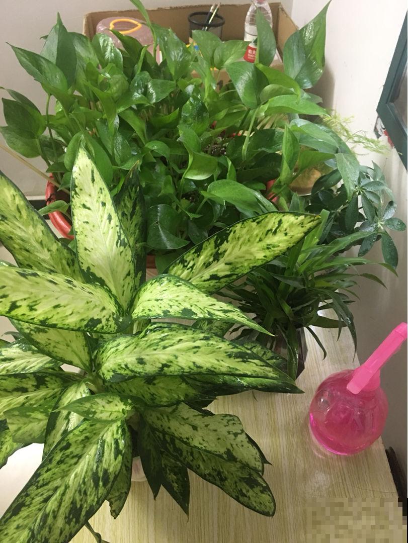 养5种植物在卫生间,卫生间变小花园,远离单调和异味 养5种植物在卫生间,卫生间变小花园,远离单调和异味