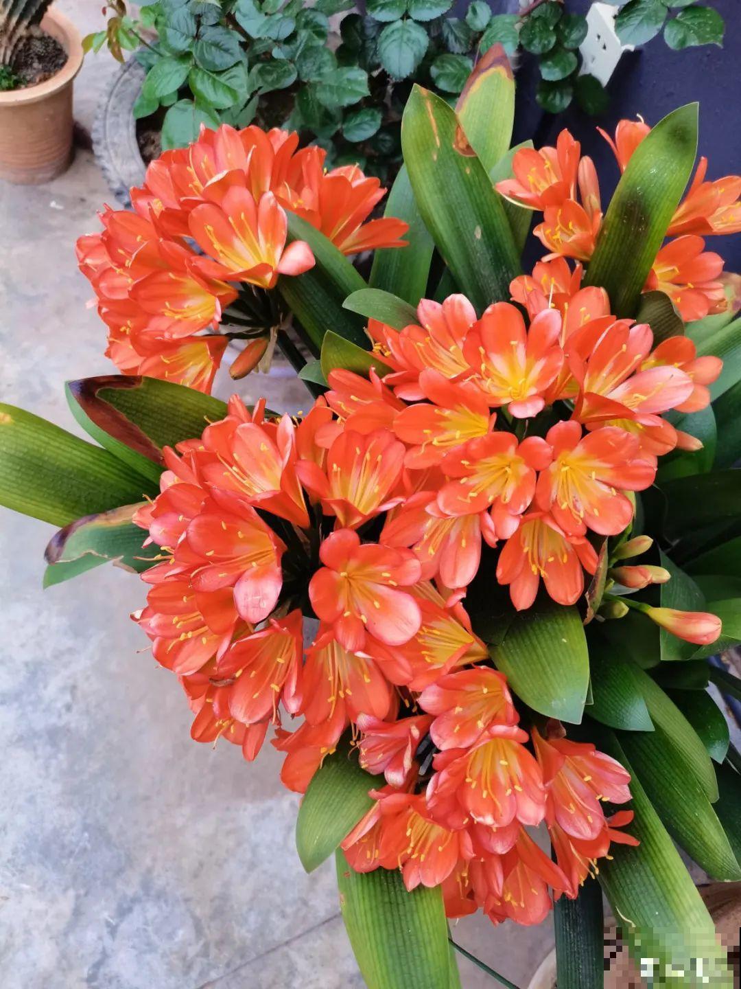 君子兰喝点油,爆花效果好,年年开出大花球 君子兰喝点油,爆花效果好,年年开出大花球