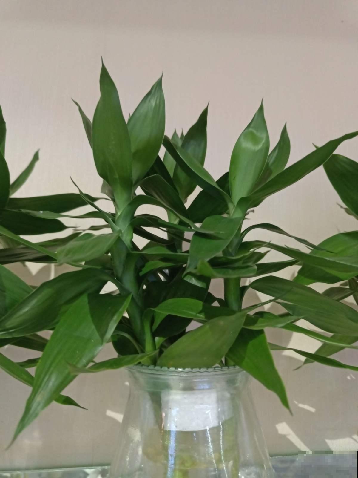 家养富贵竹干货经验，说白了就3句话，让你家富贵竹快速生根