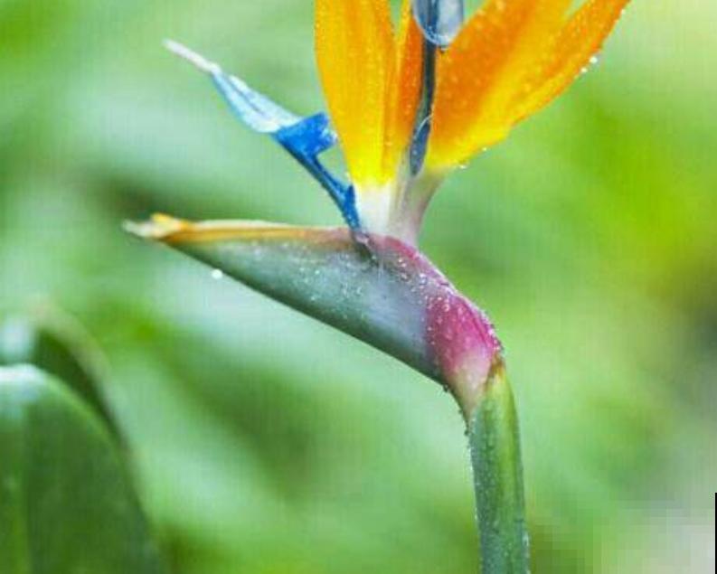 贵气十足的绿植，有格调的人都会养，关键要学会喷水