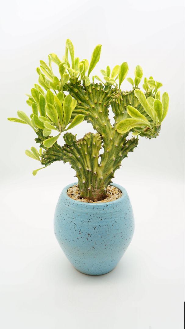 五彩斑斓的变叶木,颜色鲜艳多彩,很少有人敢养是为啥 五彩斑斓的变叶木,颜色鲜艳多彩,很少有人敢养是为啥