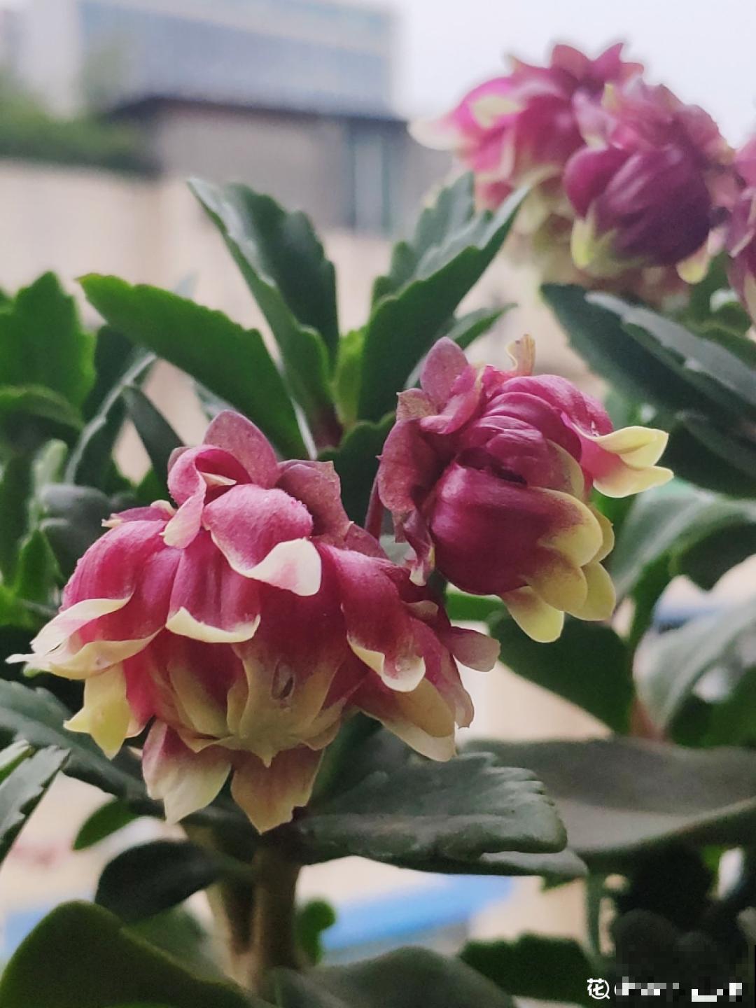 家里养盆“宫灯花”，密密麻麻全是花，能开3个月！