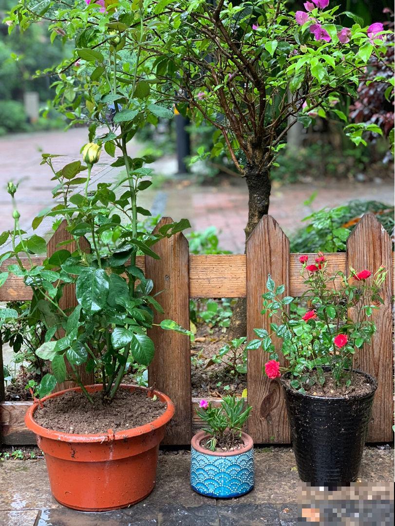 过年买花,可别当那“冤大头”,4个坑千万别踩 过年买花,可别当那“冤大头”,4个坑千万别踩