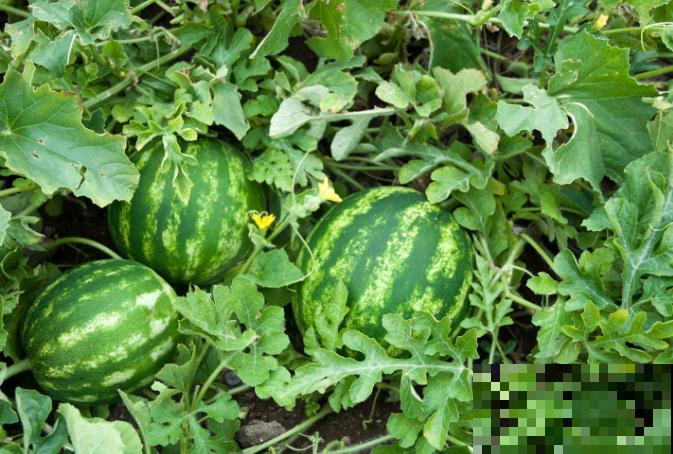 吃完的西瓜子不要扔，在家也能种出西瓜，3步轻松搞定