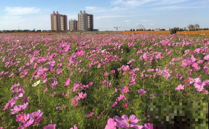 秋英和波斯菊是同一种植物,要想省心就养它,好看长得还快 秋英和波斯菊是同一种植物,要想省心就养它,好看长得还快