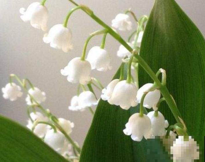 高颜值的铃兰，在家种一盆，遇到休眠期注意这4点