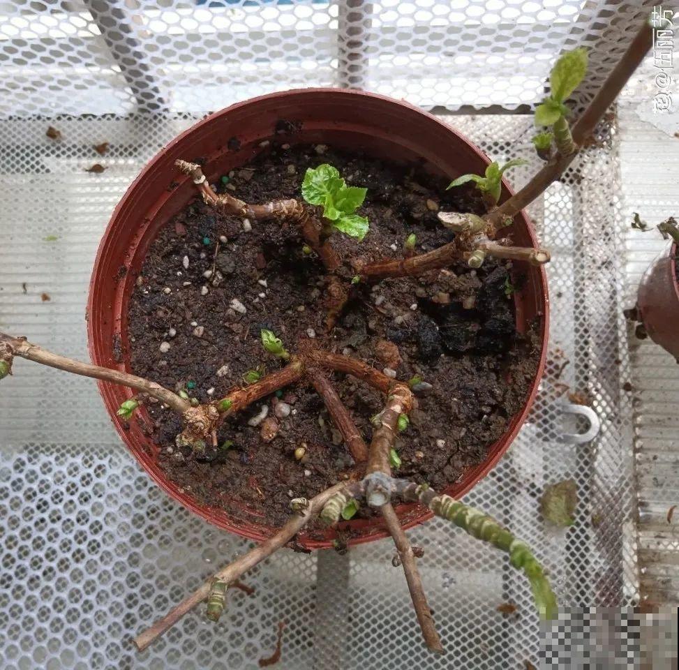 花园三剑客也要换盆,越冷长得越旺,明年呼呼开花 花园三剑客也要换盆,越冷长得越旺,明年呼呼开花