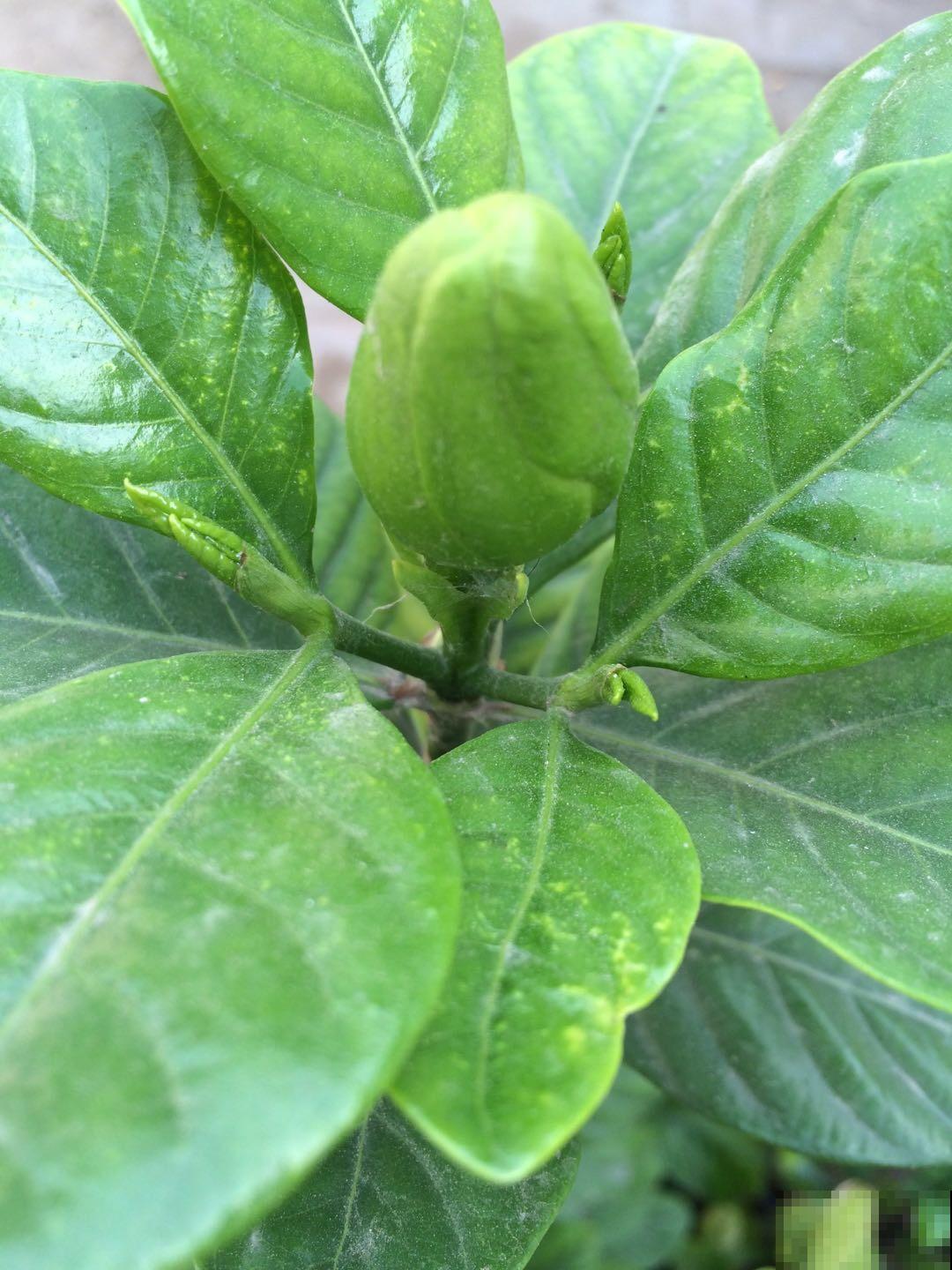 正月修剪花,这5种不能剪,剪坏了一年不开花 正月修剪花,这5种不能剪,剪坏了一年不开花